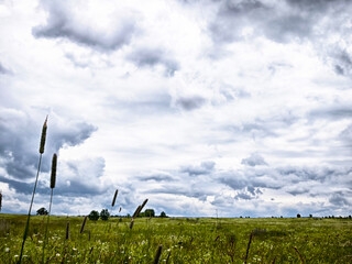Expansive grassland under a dramatic cloudy sky in late afternoon light with wildflowers and tall grass swaying gently