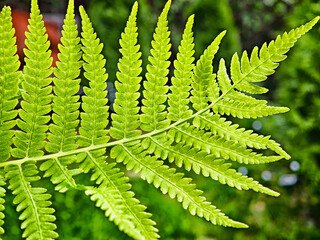 Lush green fern leaves showcasing intricate patterns in a vibrant garden setting