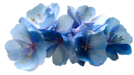 Beautiful blue flowers arranged elegantly with transparent background