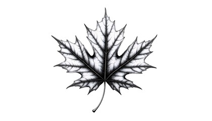 Black and white drawing of a maple leaf captures the essence of nature, symbolizing Canada and the beauty of autumn