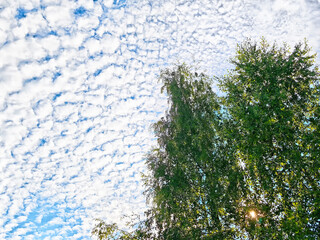 Beautiful sky filled with clouds above lush trees on a sunny day