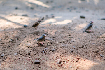 A group of small birds foraging on the sandy ground, with one bird in focus and others slightly blurred in the background. The soft sunlight creates a peaceful atmosphere in the bird’s enclosure.
