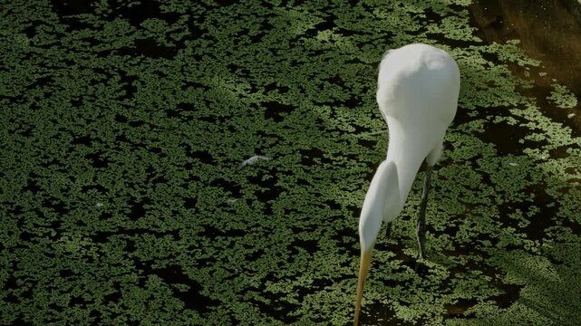 egret walking freely in a park - heron up close