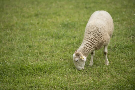 Brebis en estives, p&acirc;turages en moyenne montagne, Pyr&eacute;n&eacute;es, Ossau, broute l'herbe fra&icirc;che