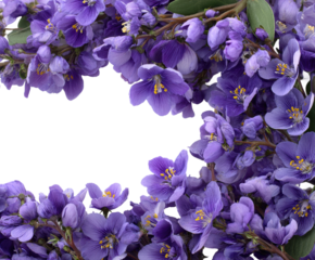 Vibrant purple flowers arrangement nature high-quality floral beauty isolated on transparent background, png
