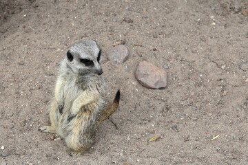 Meerkat animal in the sand. Curious and scouts.