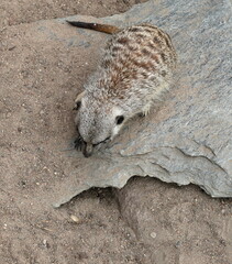 Meerkat animal in the sand. Above photo