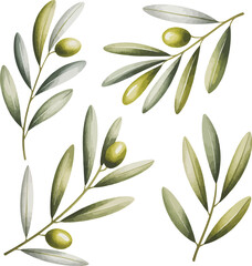 Watercolor illustration of olive branches with green and gray leaves and small olives, arranged in a scattered pattern on white background

