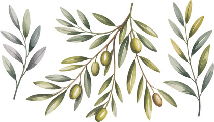 Watercolor illustration of olive branches with green and gray leaves and small olives, arranged in a scattered pattern on white background

