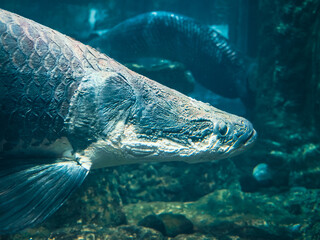 ハノイの水族館