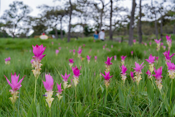 Beautiful pink Krachiao flowers or Siam tulip in forest national park Thailand.