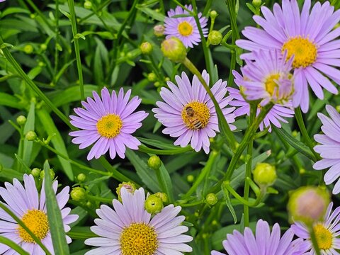 A close-up photo of a honeybee collecting nectar from vibrant purple aster flowers in full bloom, surrounded by green foliage.