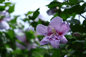 夏の茶室を彩る