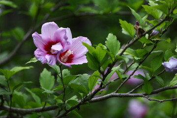 夏の茶室を彩る
