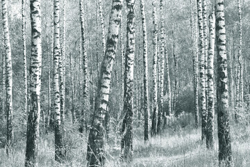 black-and-white photo with white birches