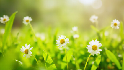 Beautiful blooming daisies in a lush green meadow with soft sunlight and a natural bokeh background. Perfect for spring and summer themes, nature design, and wellness visuals.