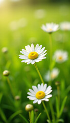 Beautiful blooming daisies in a lush green meadow with soft sunlight and a natural bokeh background. Perfect for spring and summer themes, nature design, and wellness visuals.
