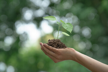 Hands gently hold a young green seedling with soil, symbolizing care, growth, environmental conservation, and the nurturing of new life in a sustainable future.