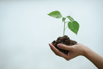 A hand gently holds a small plant sprouting from rich soil, symbolizing growth, sustainability, and humanity's responsibility to nurture nature and protect the environment for the future.