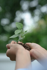 Hands gently hold a young green seedling with soil, symbolizing care, growth, environmental conservation, and the nurturing of new life in a sustainable future.