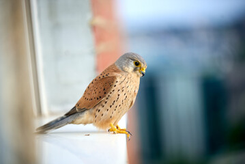 Common kestrel perched calmly on a ledge with a blurred urban background at golden hour