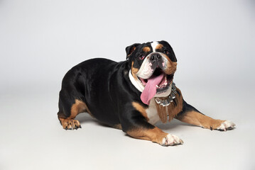 Playful dog lounging indoors with a joyful expression and unique collar while enjoying a moment of relaxation