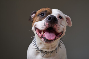 Happy dog with a playful expression in a bright indoor setting showcasing personality and charm