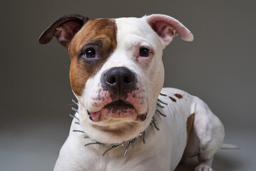 Brown and white dog with a unique coat pattern relaxing indoors in studio lighting