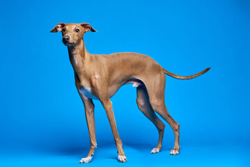 Elegant Italian Greyhound standing confidently against a vibrant blue backdrop in a studio setting