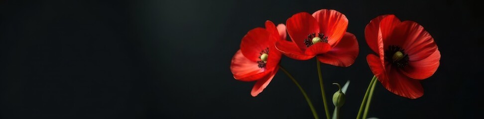 Crimson poppies in elegant vase, dark backdrop,  deep,  shadow