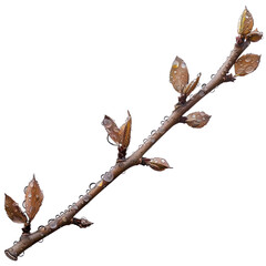 Delicate tree branch adorned with water droplets, a symbol of renewal and springtime freshness