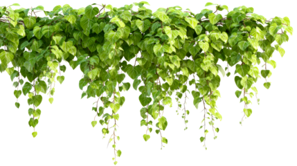 Green heart shaped leaves cascading from a vine in springtime