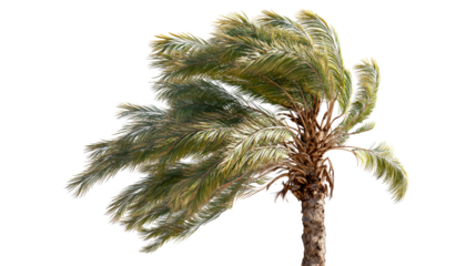 Windy palm tree swaying on a sunny day with a transparent background