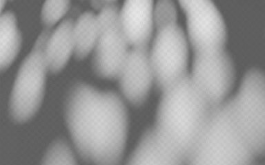Abstract shadow overlay from foliage tree branch on a transparent background.