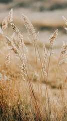 Fototapeta premium Golden Wild Grass Gently Blowing in the Breeze