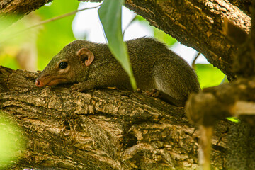 beautiful northern treeshrew