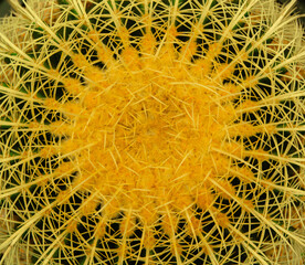 cactus close up on the entire frame as a background