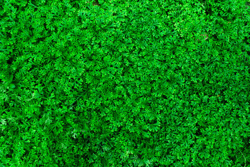 Green leaf fresh nature background