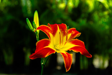 Beautiful daylily flowers blossom in the garden
