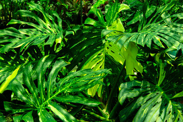 Green leaves of Monstera philodendron, plant growing in botanical garden
