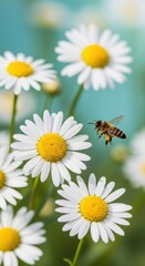 Fototapeta premium Honeybee foraging for nectar amid daisies in a sun-drenched spring garden