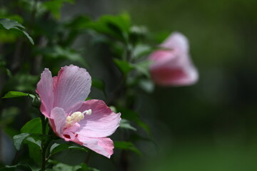 夏の茶室を彩る