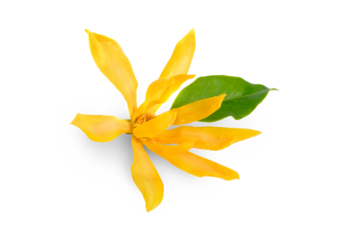 champak flower with leaf isolated on white background