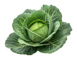 Obraz premium A mature cabbage on white background