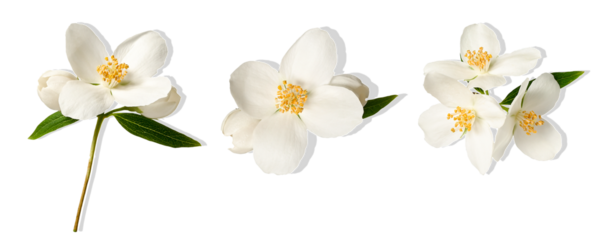 jasmine flowers, isolated on white background.