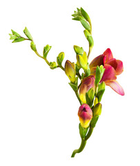 freesia flower buds, isolated on white background.