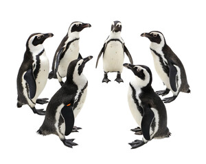 Naklejka premium A stack of Majestic penguin gather gracefully