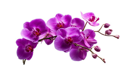 Fototapeta na wymiar Colorful purple orchids on a transparent background