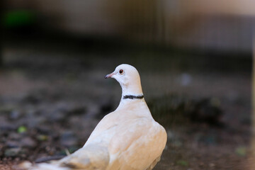 A white dove with a black collar around its neck, captured in profile with soft bokeh in the background. The bird stands still, exuding a serene and graceful presence.