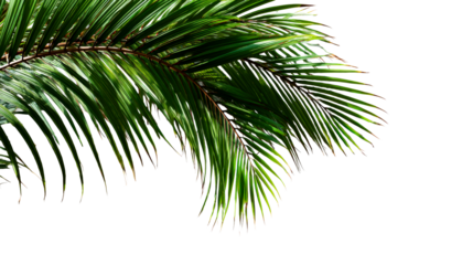 A vibrant palm leaf showcasing rich green hues and intricate patterns